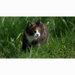 Tuffy DSC07784.jpg